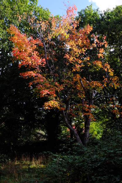 October tree photo