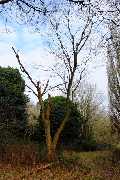 March tree photo