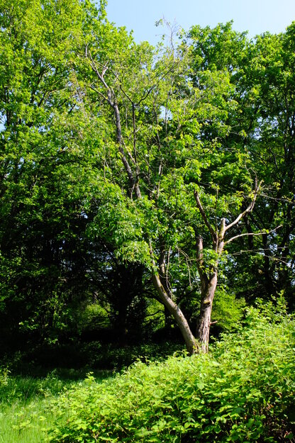 Wilderness tree photo