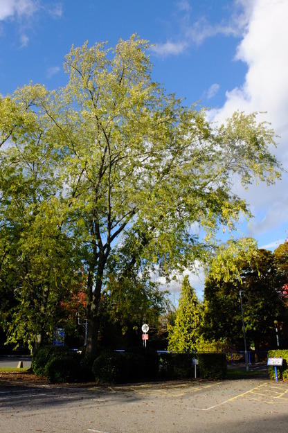 October tree photo