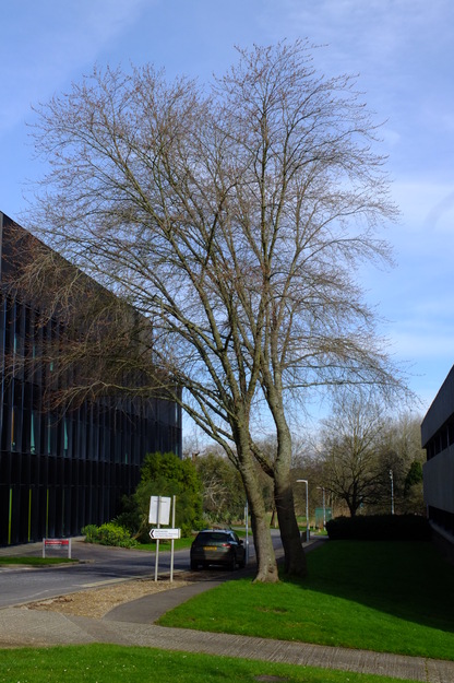 March tree photo