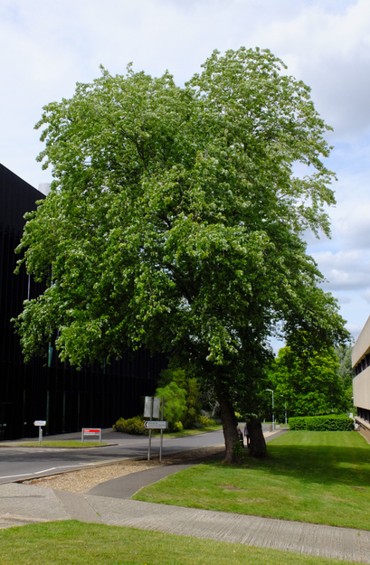 May tree photo
