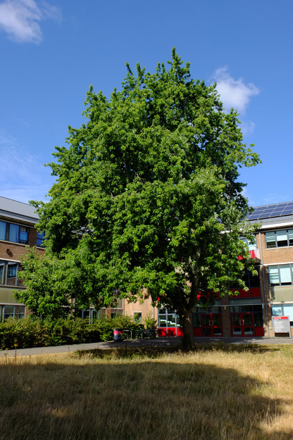 July tree photo