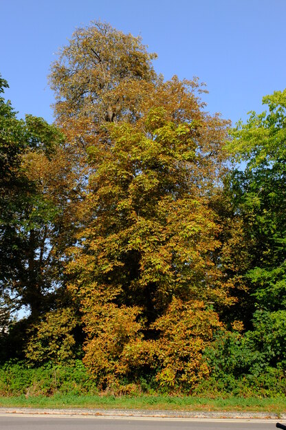 August tree photo
