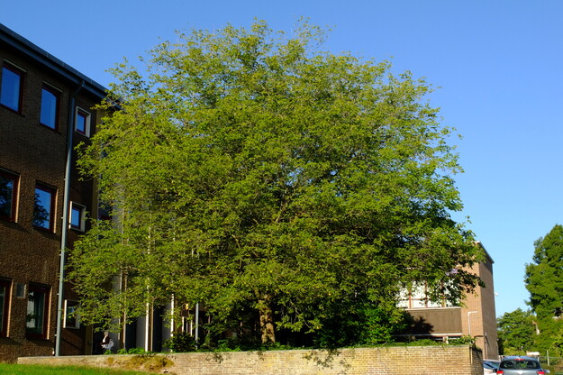 September tree photo