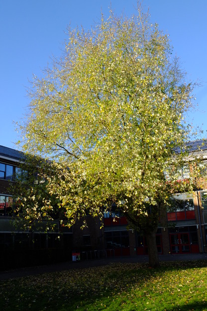 November tree photo