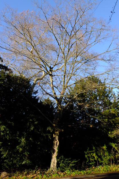 December tree photo