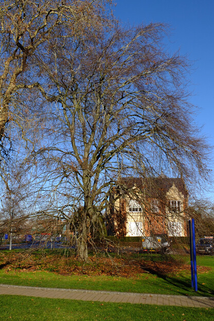 January tree photo