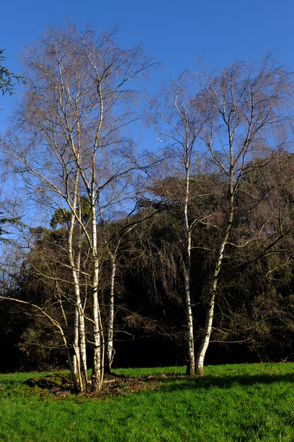 February tree photo