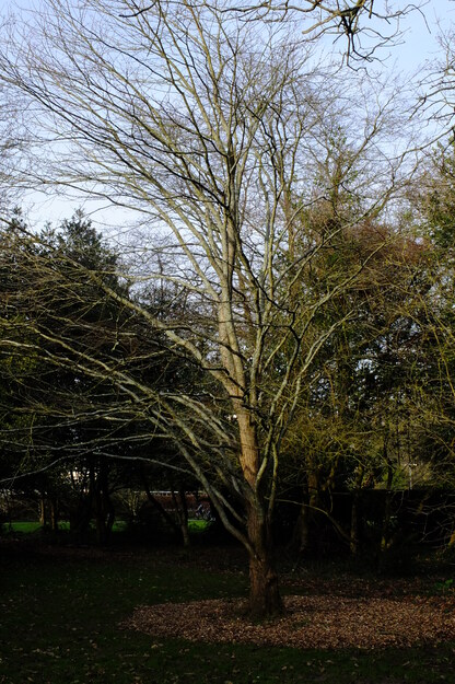 February tree photo