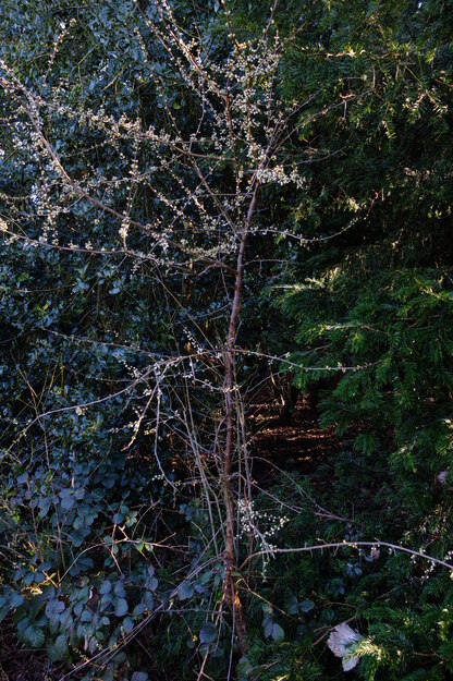March tree photo
