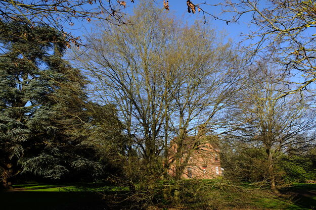 March tree photo