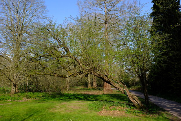 March tree photo