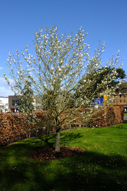 March tree photo