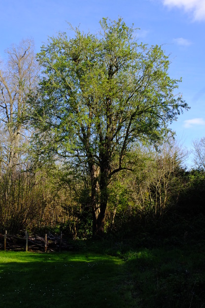 April tree photo