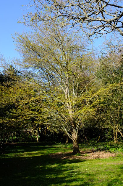 April tree photo