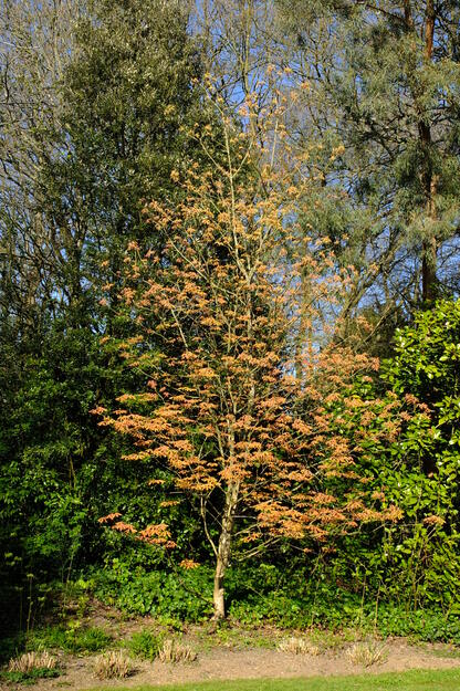 April tree photo
