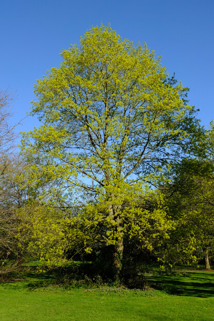 April tree photo