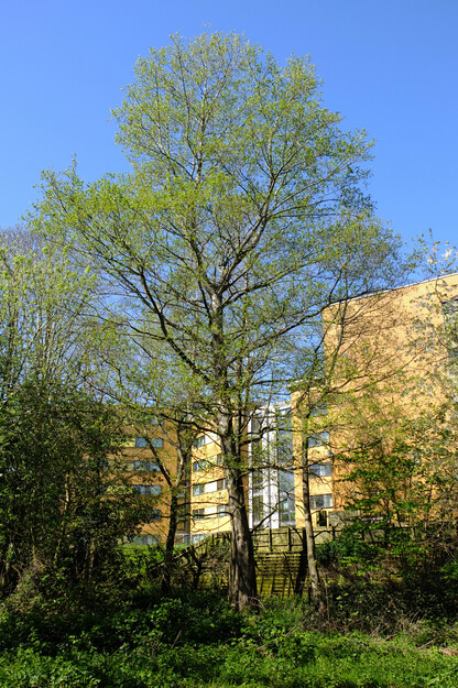 April tree photo