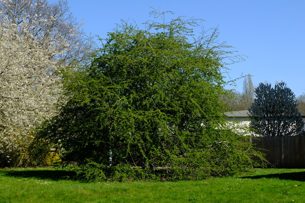 April tree photo