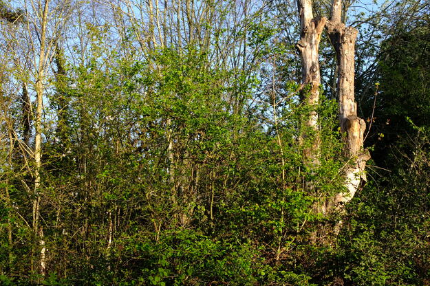 April tree photo