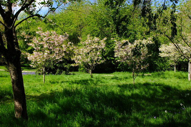 April tree photo