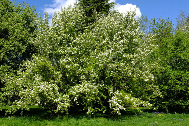 April tree photo