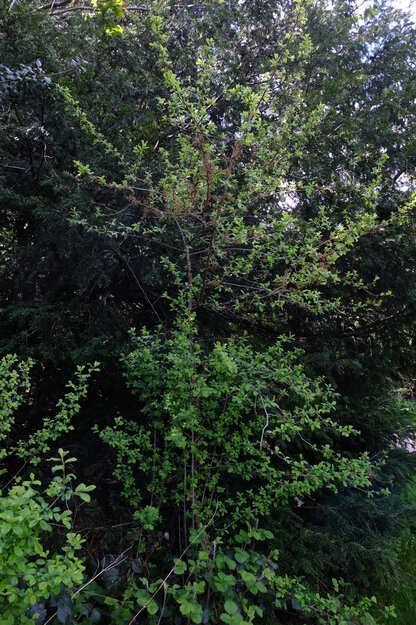 April tree photo