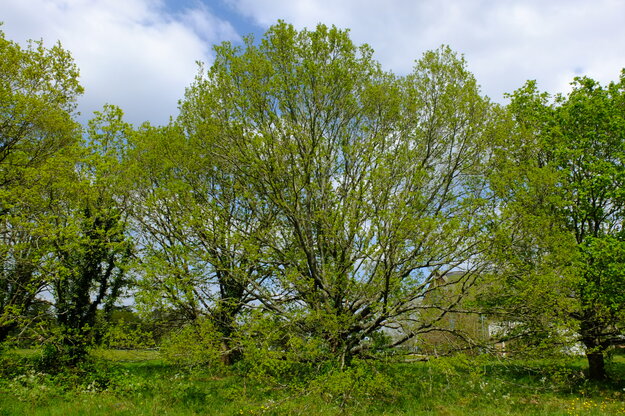 April tree photo