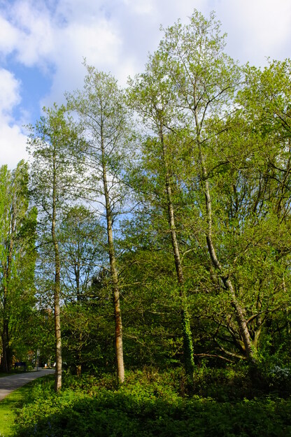 April tree photo