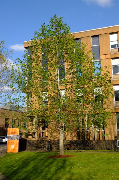 April tree photo