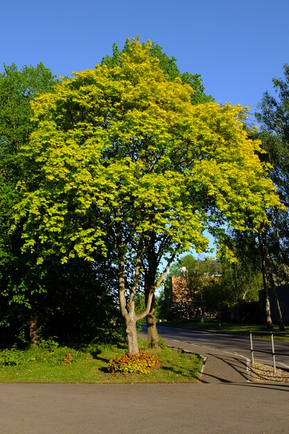 April tree photo