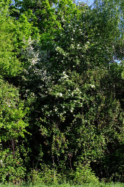 April tree photo