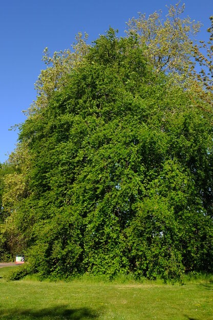 April tree photo