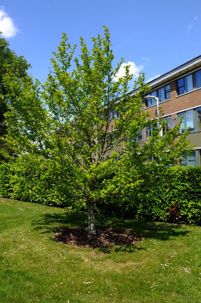May tree photo