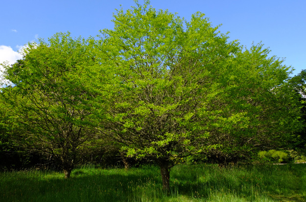 May tree photo
