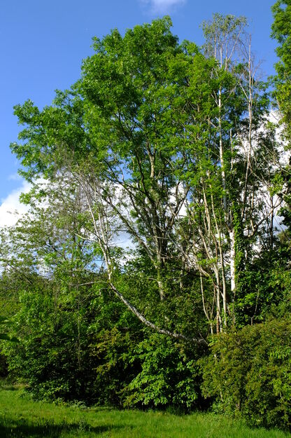 May tree photo