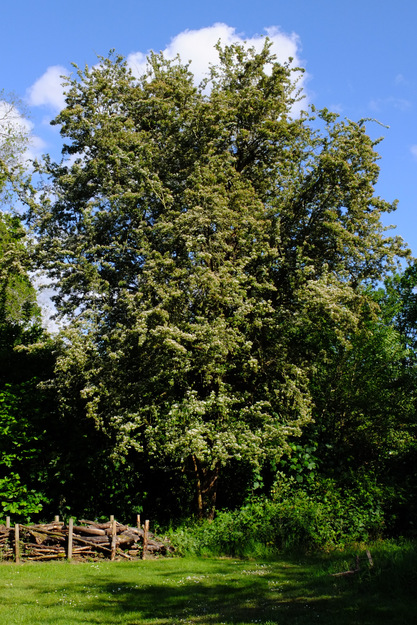 May tree photo