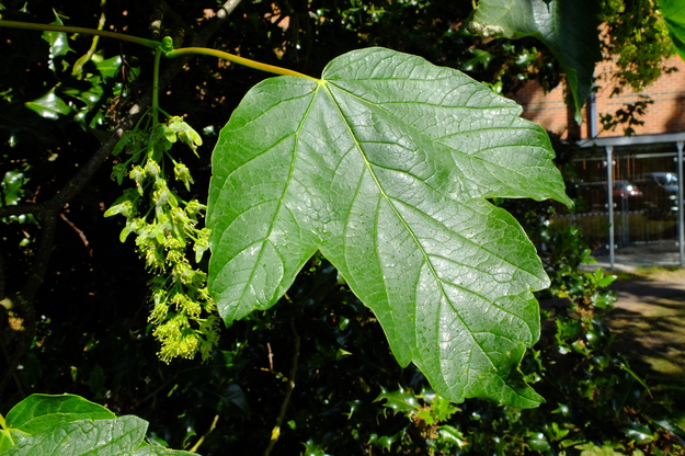May close-up photo