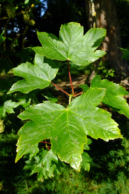 May close-up photo