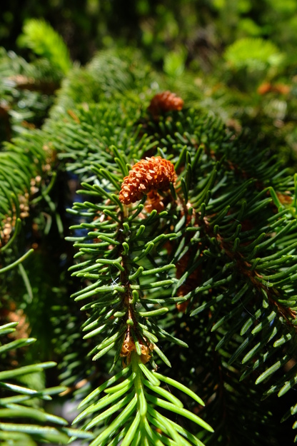 May close-up photo