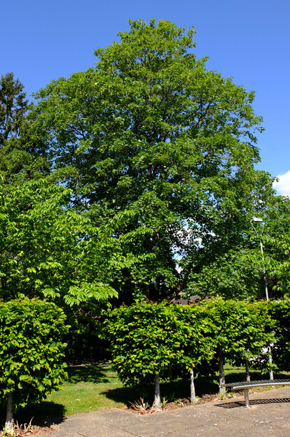 May tree photo