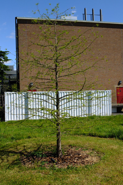 May tree photo