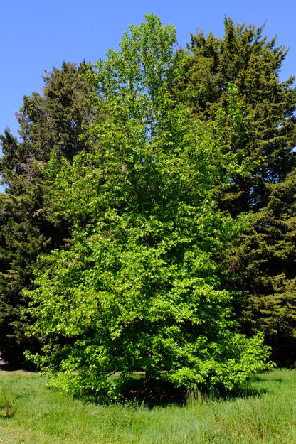 May tree photo