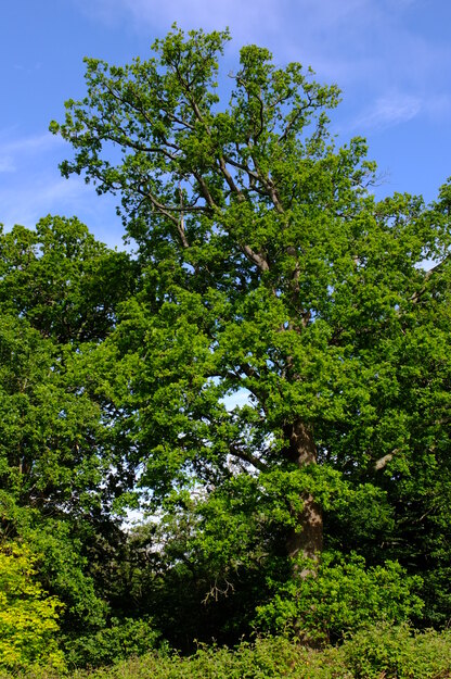 May tree photo