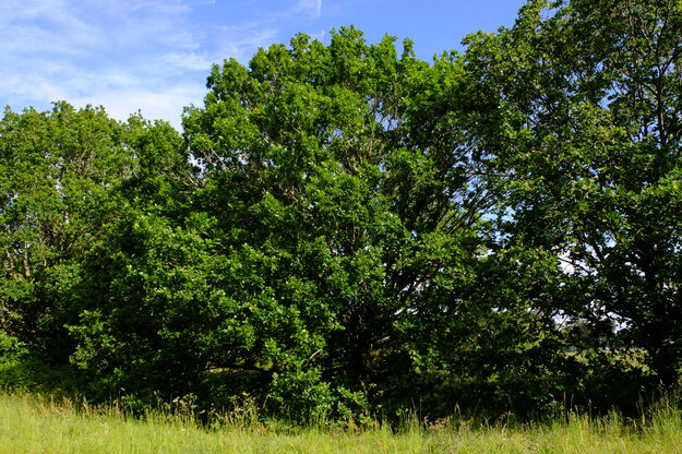 May tree photo