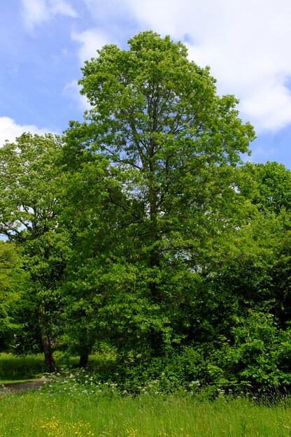 May tree photo