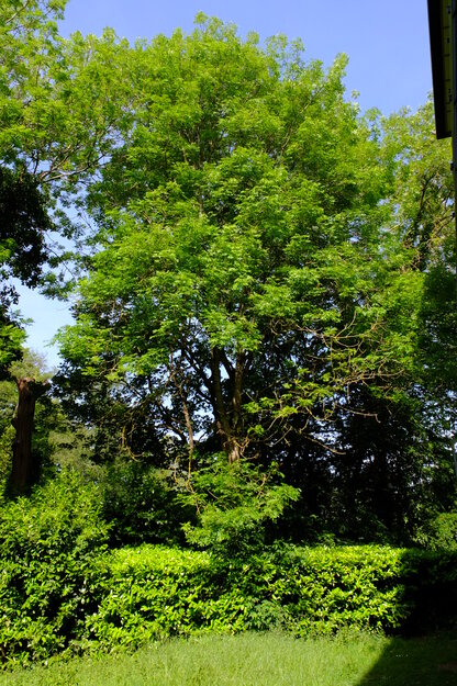 May tree photo