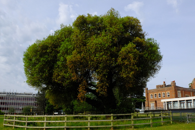 May tree photo