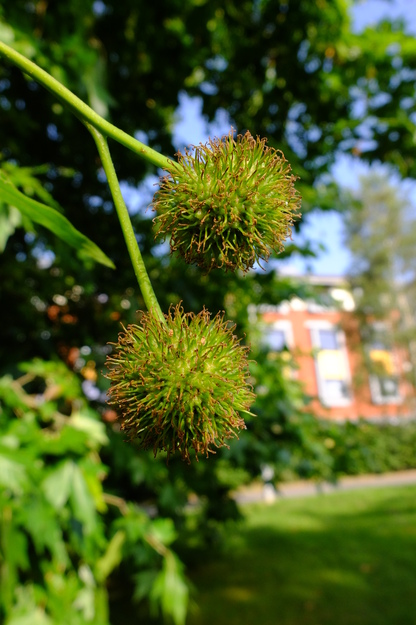 June close-up photo